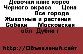 Девочки кане корсо. Черного окраса.  › Цена ­ 65 000 - Все города Животные и растения » Собаки   . Московская обл.,Дубна г.